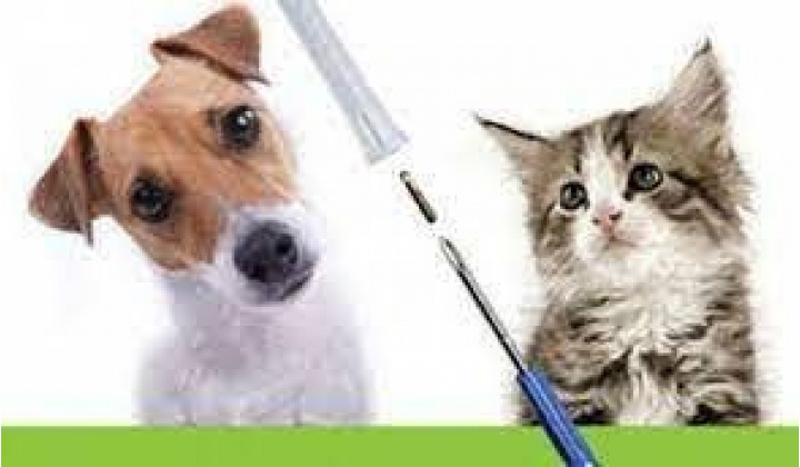 Očkovanie a čipovanie psov a očkovanie mačiek