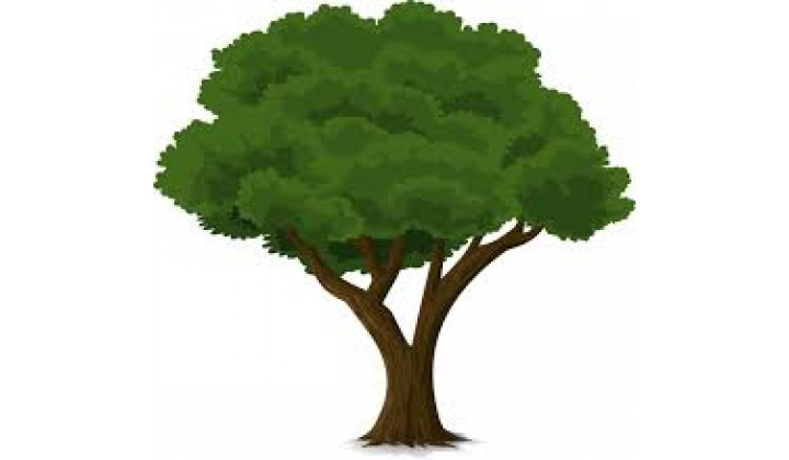 Výzva na vykonanie výrubu stromov