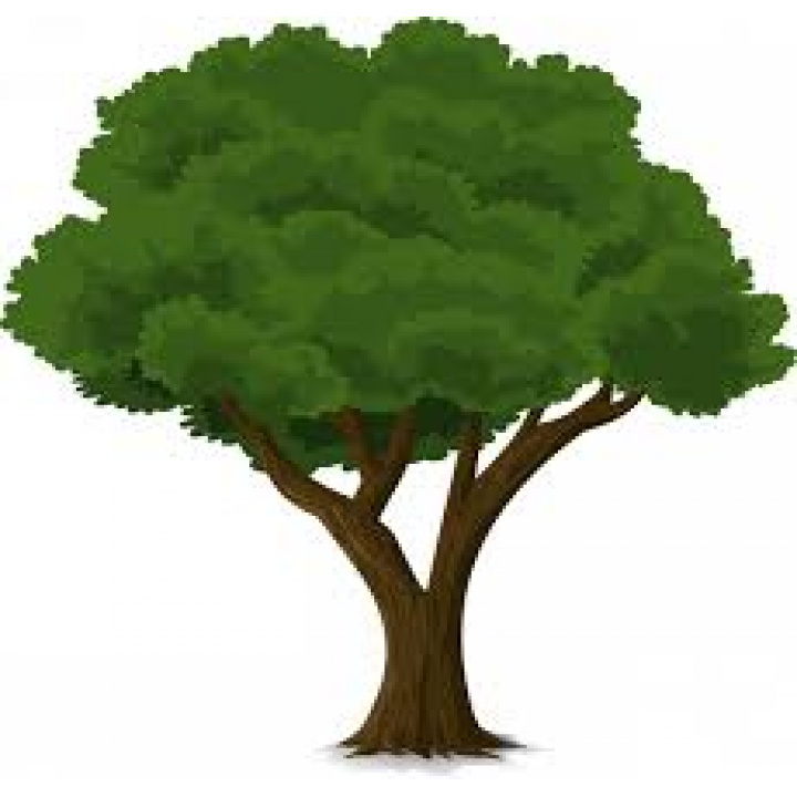 Výzva na vykonanie výrubu stromov